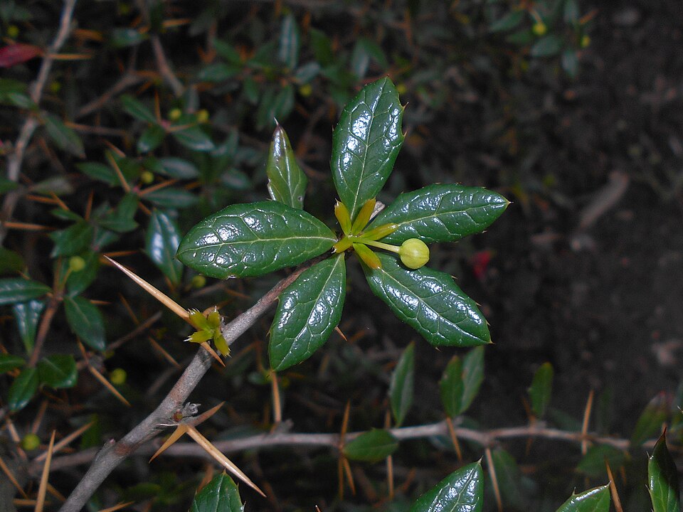Berberis candidula (Paleleaf Barberry) (alternate view 6)