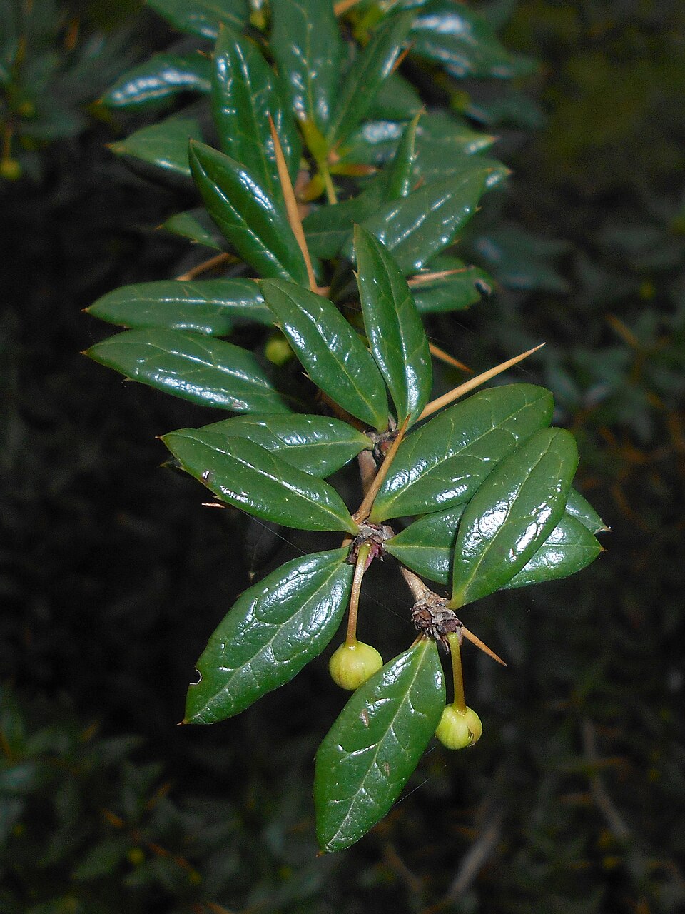 Berberis candidula (Paleleaf Barberry) (alternate view 7)
