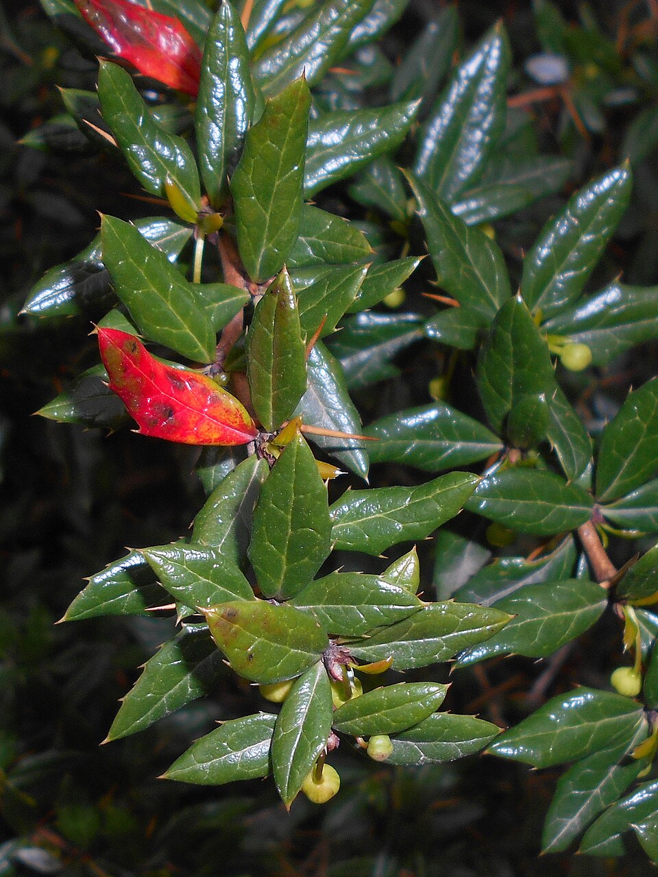 Berberis candidula (Paleleaf Barberry) (alternate view 8)