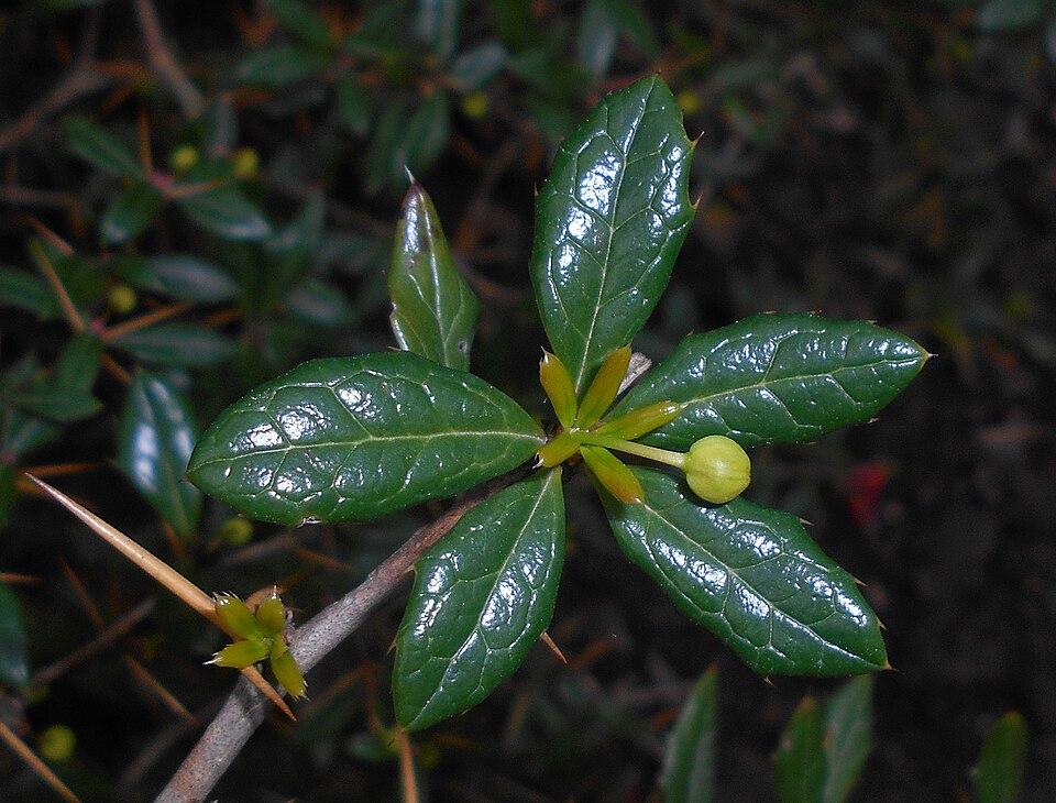 Berberis candidula (Paleleaf Barberry) (alternate view 9)