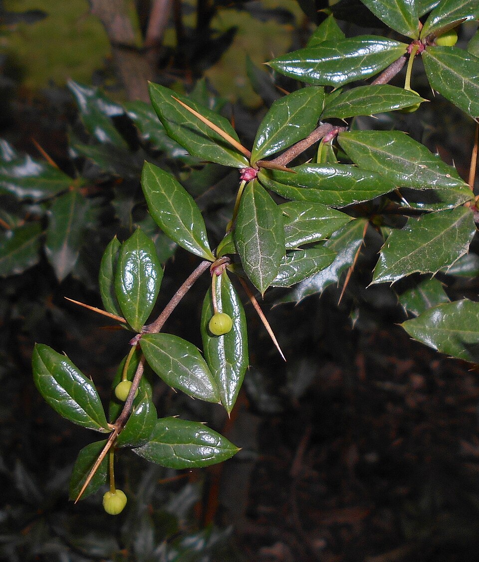 Berberis candidula (Paleleaf Barberry) (alternate view 10)