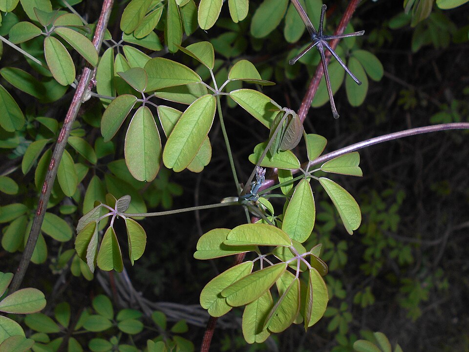 Akebia quinata (five-leaved akebia) (alternate view 4)