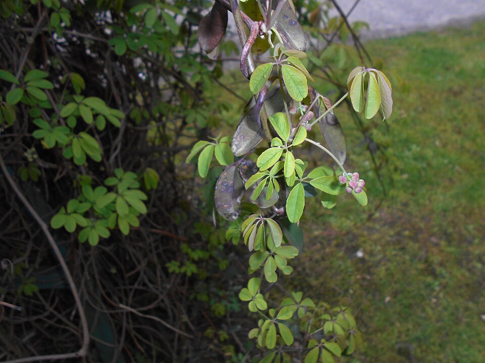 Akebia quinata (five-leaved akebia) (alternate view 5)
