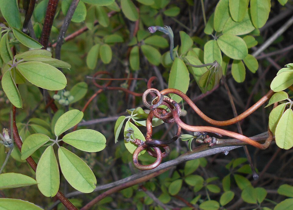 Akebia quinata (five-leaved akebia) (alternate view 6)