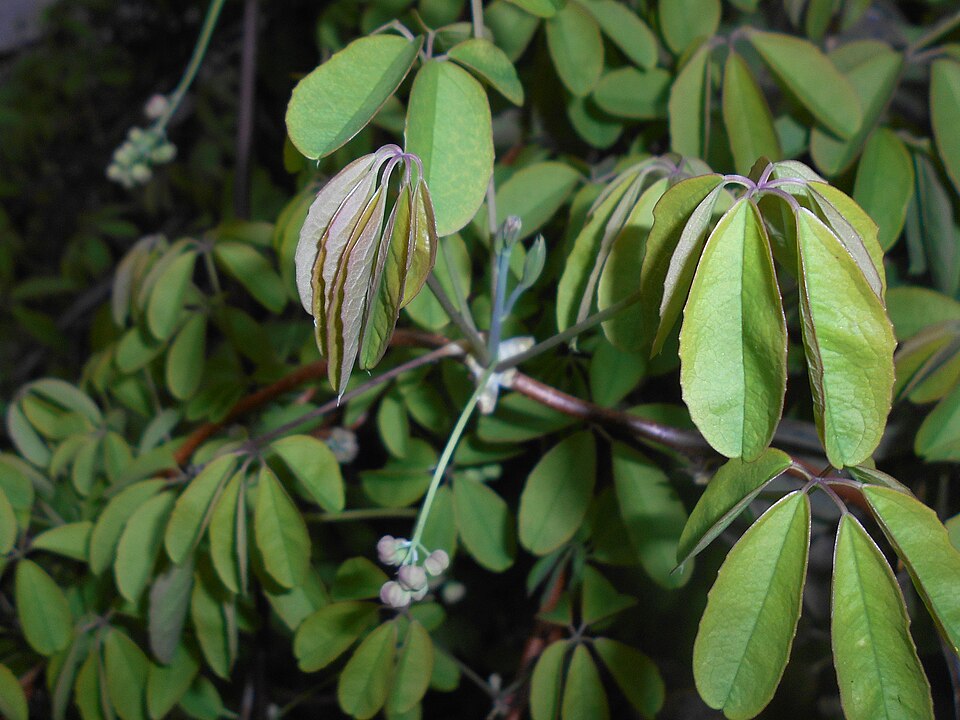 Akebia quinata (five-leaved akebia) (alternate view 7)