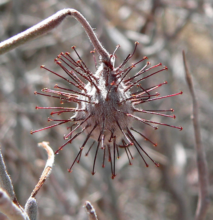 Krameria bicolor (White Rhatany) (alternate view 6)