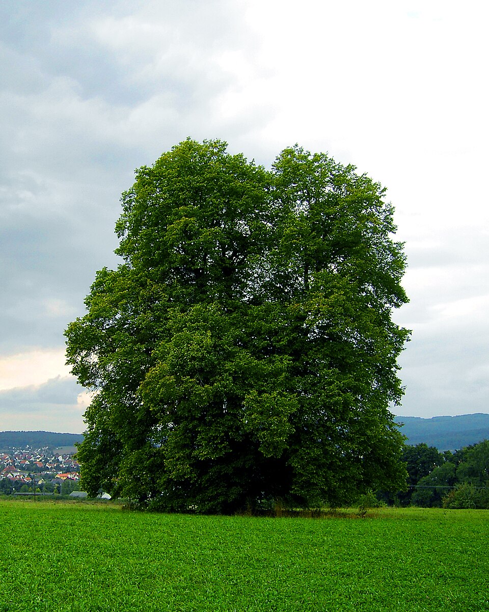 Carpinus betulus (European Hornbeam) (alternate view 8)