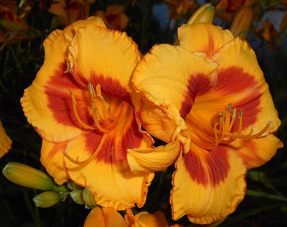 Hemerocallis 'Fooled Me' (Fooled Me Daylily) (alternate view 2)