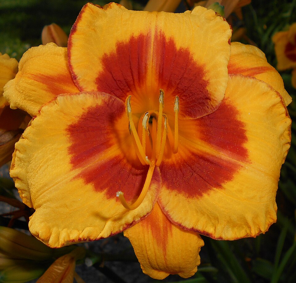 Hemerocallis 'Fooled Me' (Fooled Me Daylily) (alternate view 3)