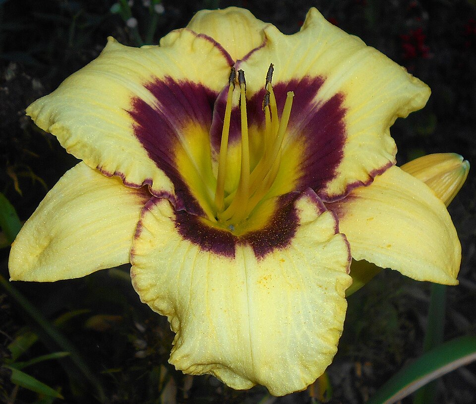 Hemerocallis 'El Desperado' (El Desperado Daylily) (alternate view 3)