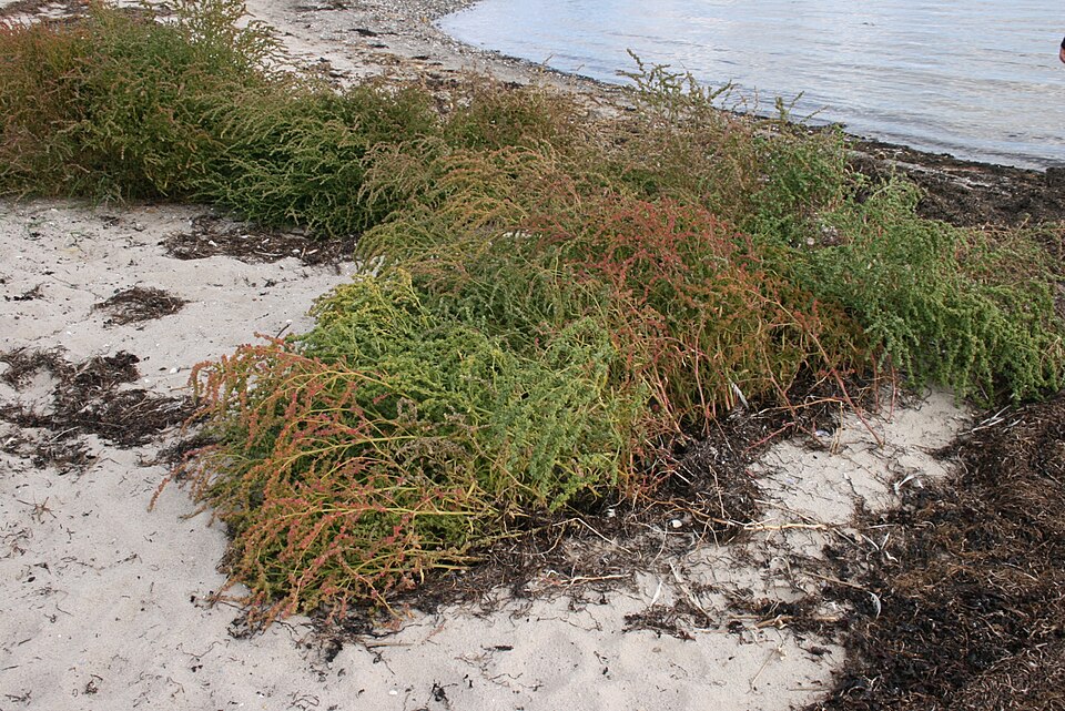 Atriplex littoralis (Grass-leaved Orache)