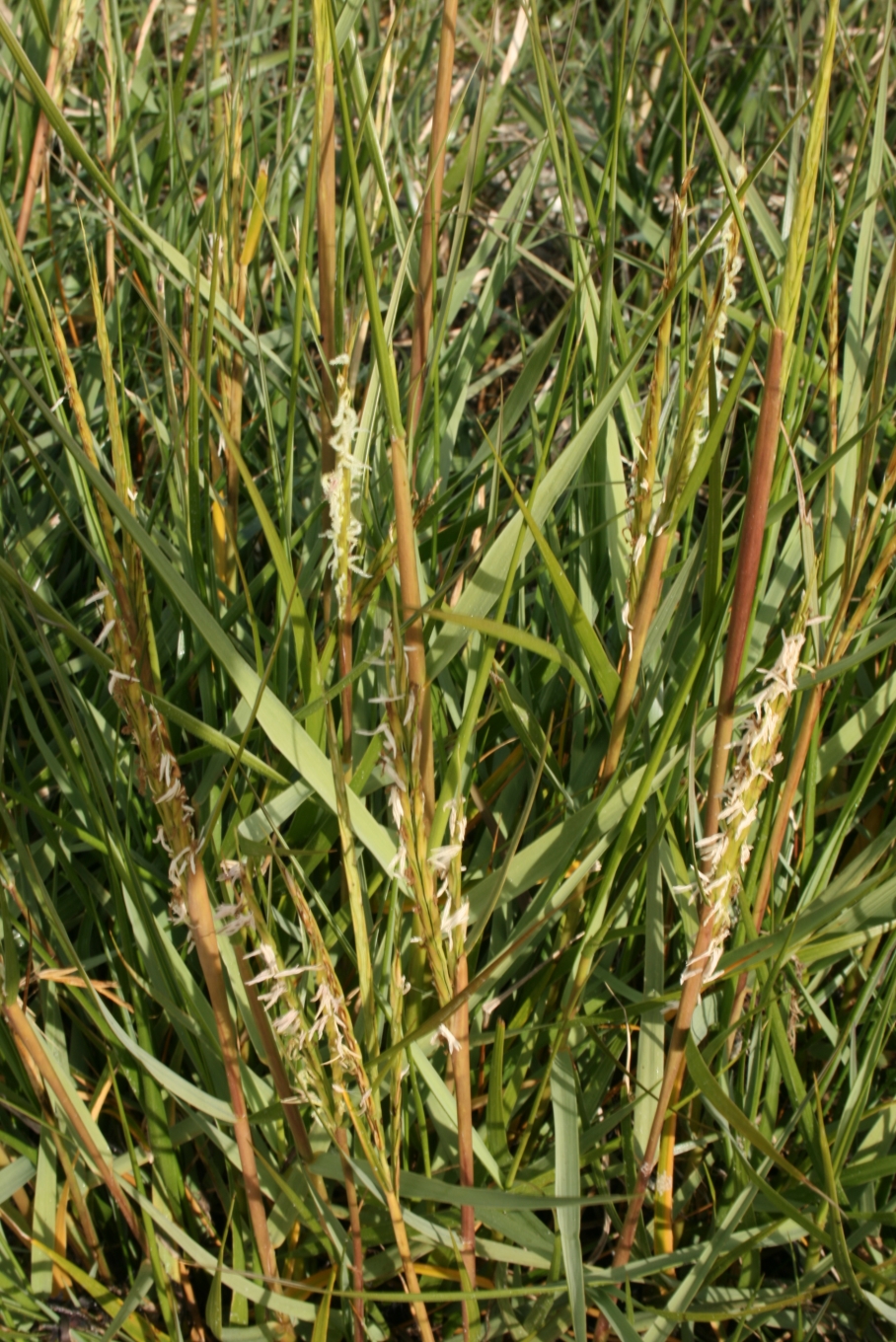 Sporobolus anglicus (common cordgrass)