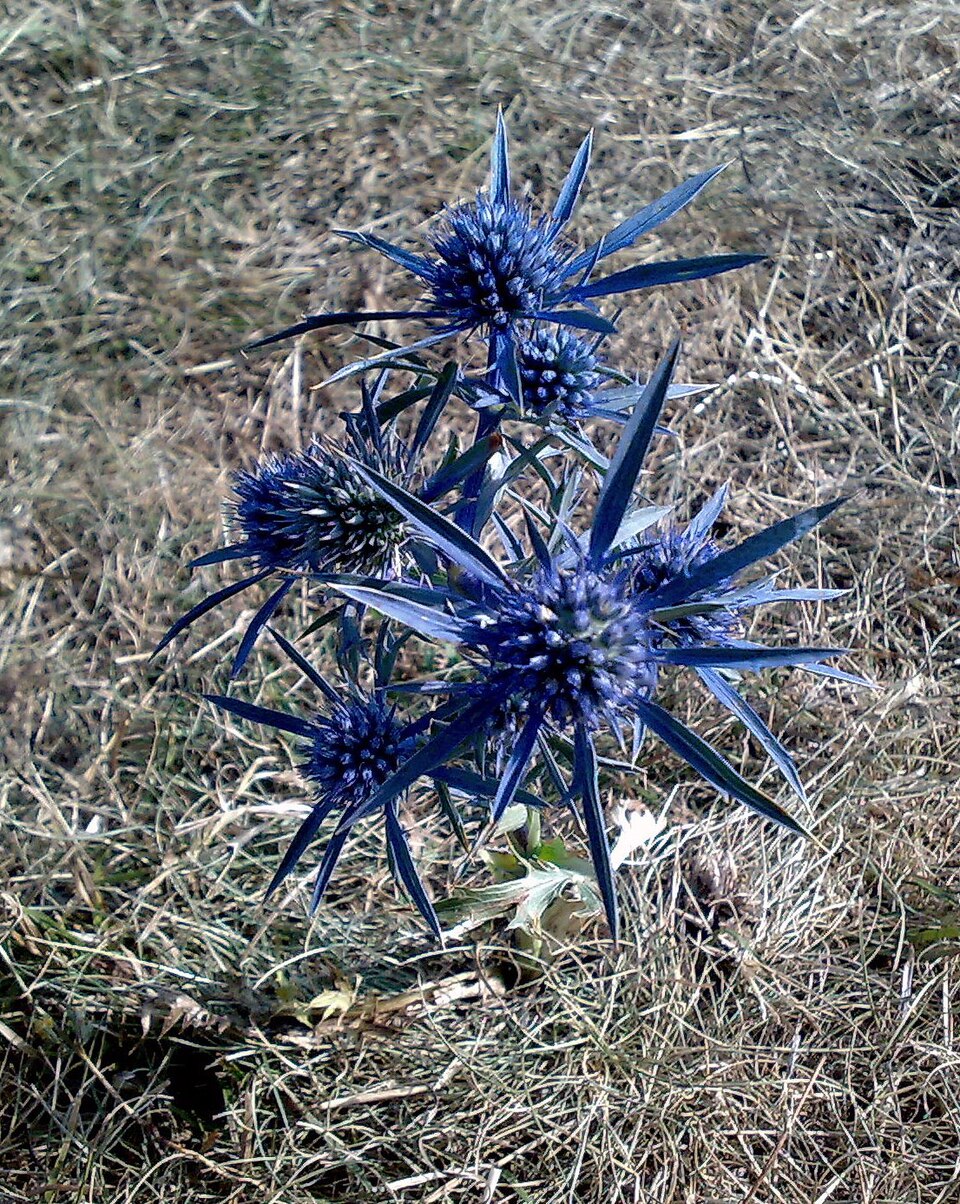 Eryngium amethystinum (Amethyst Sea Holly) (alternate view 6)