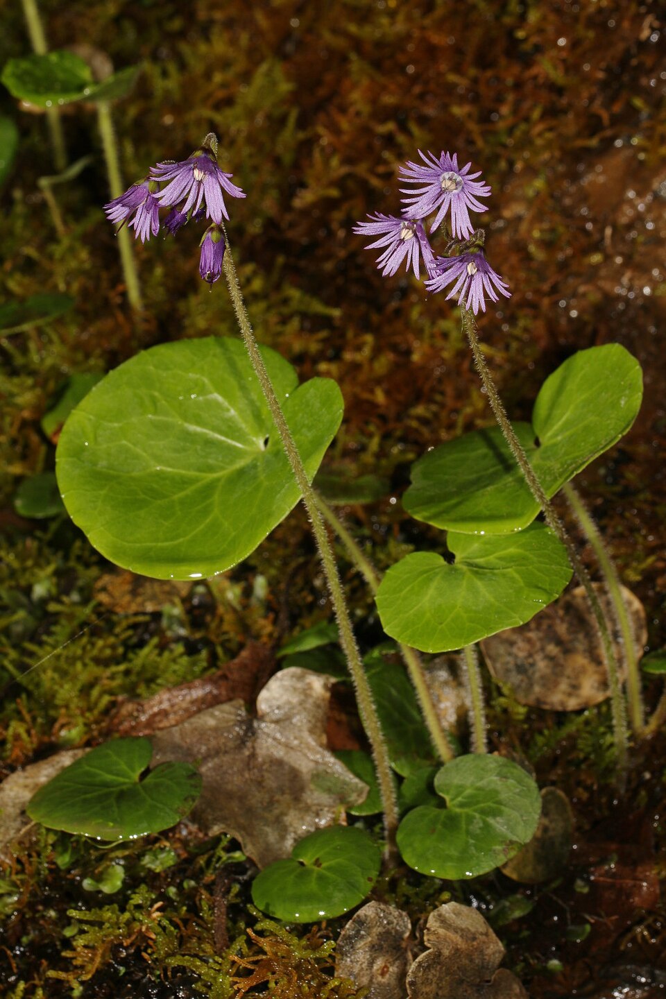 Soldanella villosa (Hairy Snowbell) (alternate view 10)