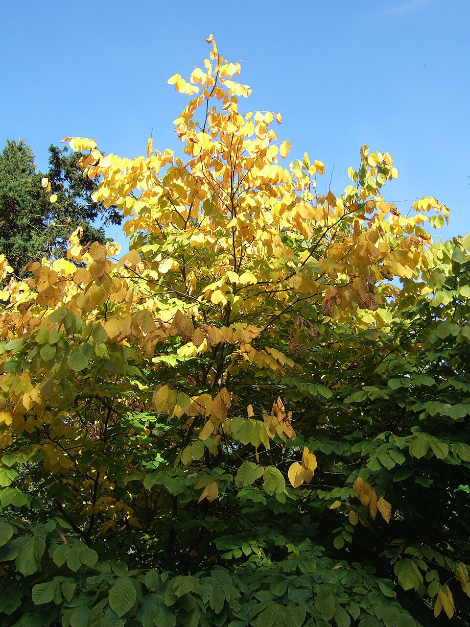 Cladrastis kentukea (American Yellowwood) (alternate view 5)