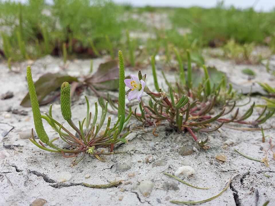 Spergularia media (Greater Sea-spurry)
