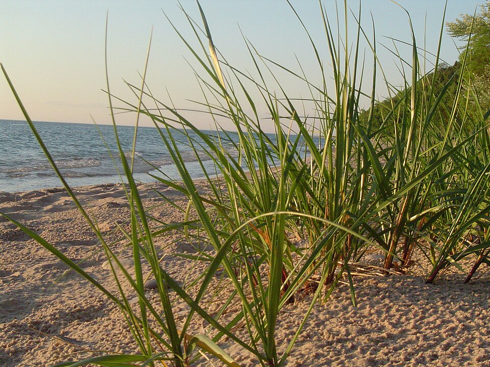 Calamagrostis breviligulata (American marram grass) (alternate view 8)