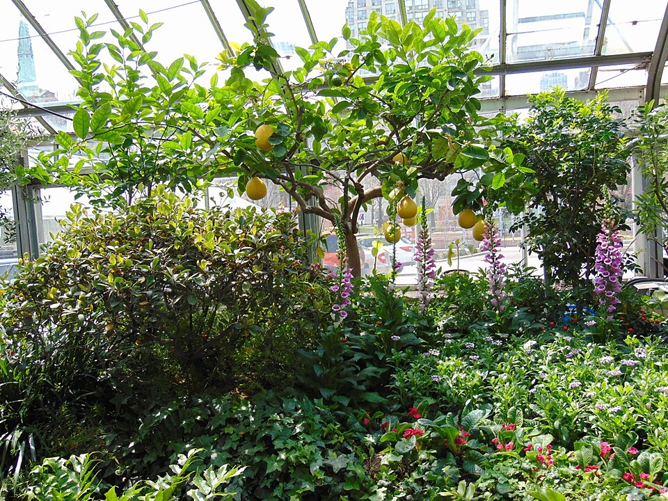 Citrus limon 'Ponderosa' (Ponderosa Lemon) (alternate view 4)