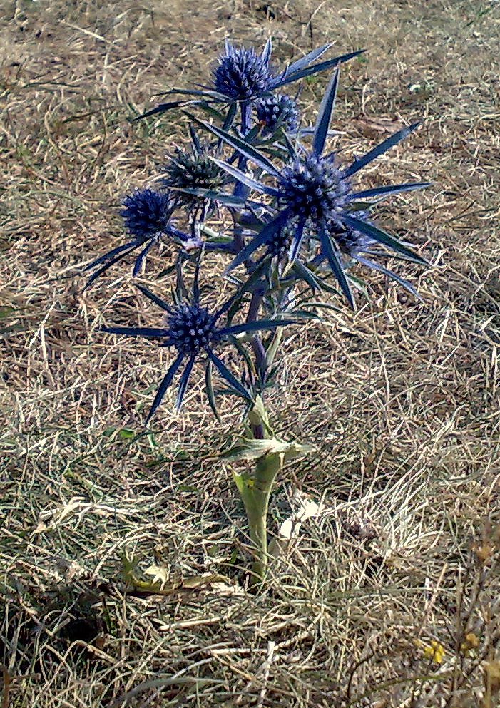Eryngium amethystinum (Amethyst Sea Holly) (alternate view 7)