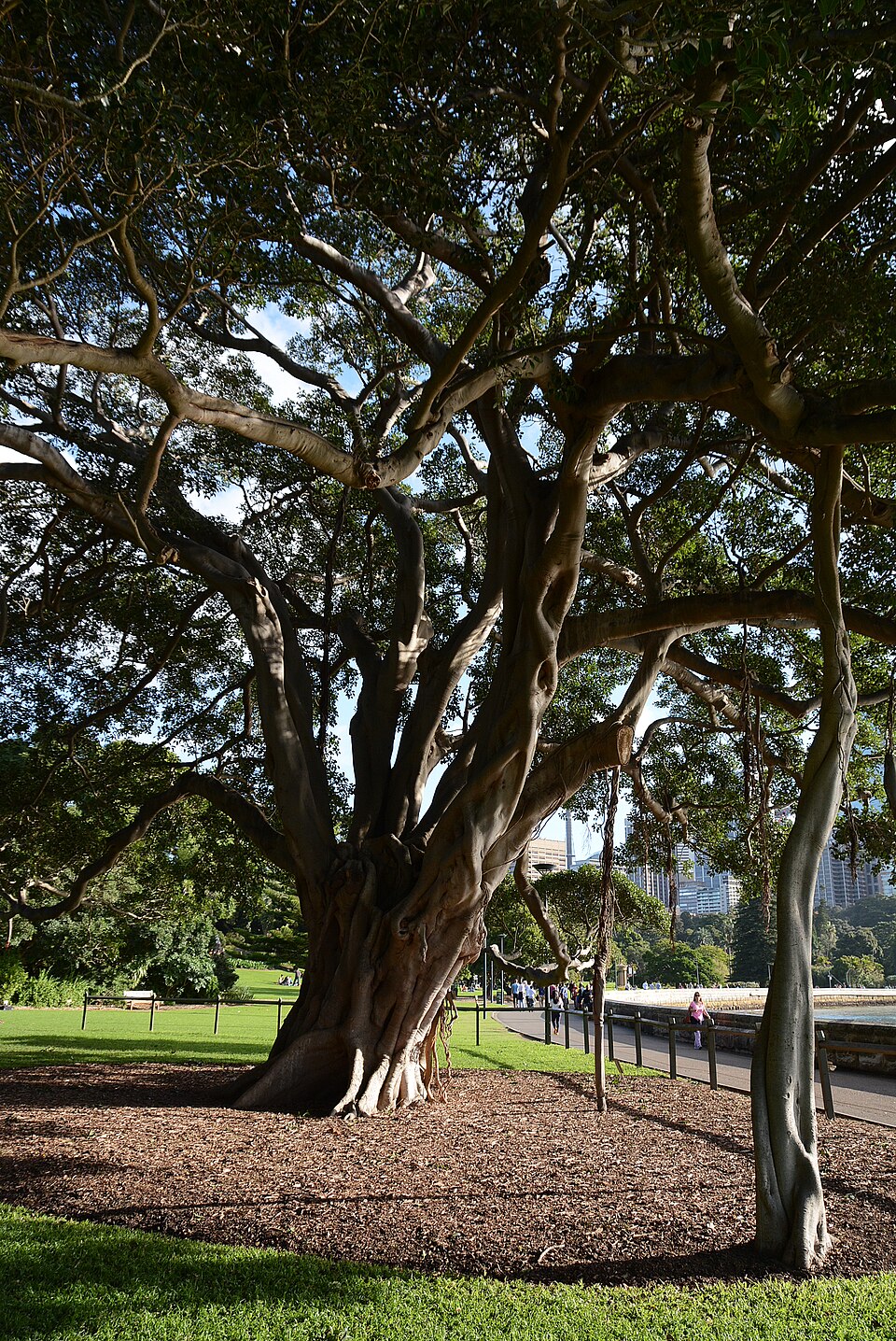 Ficus macrophylla (Moreton Bay fig) (alternate view 9)