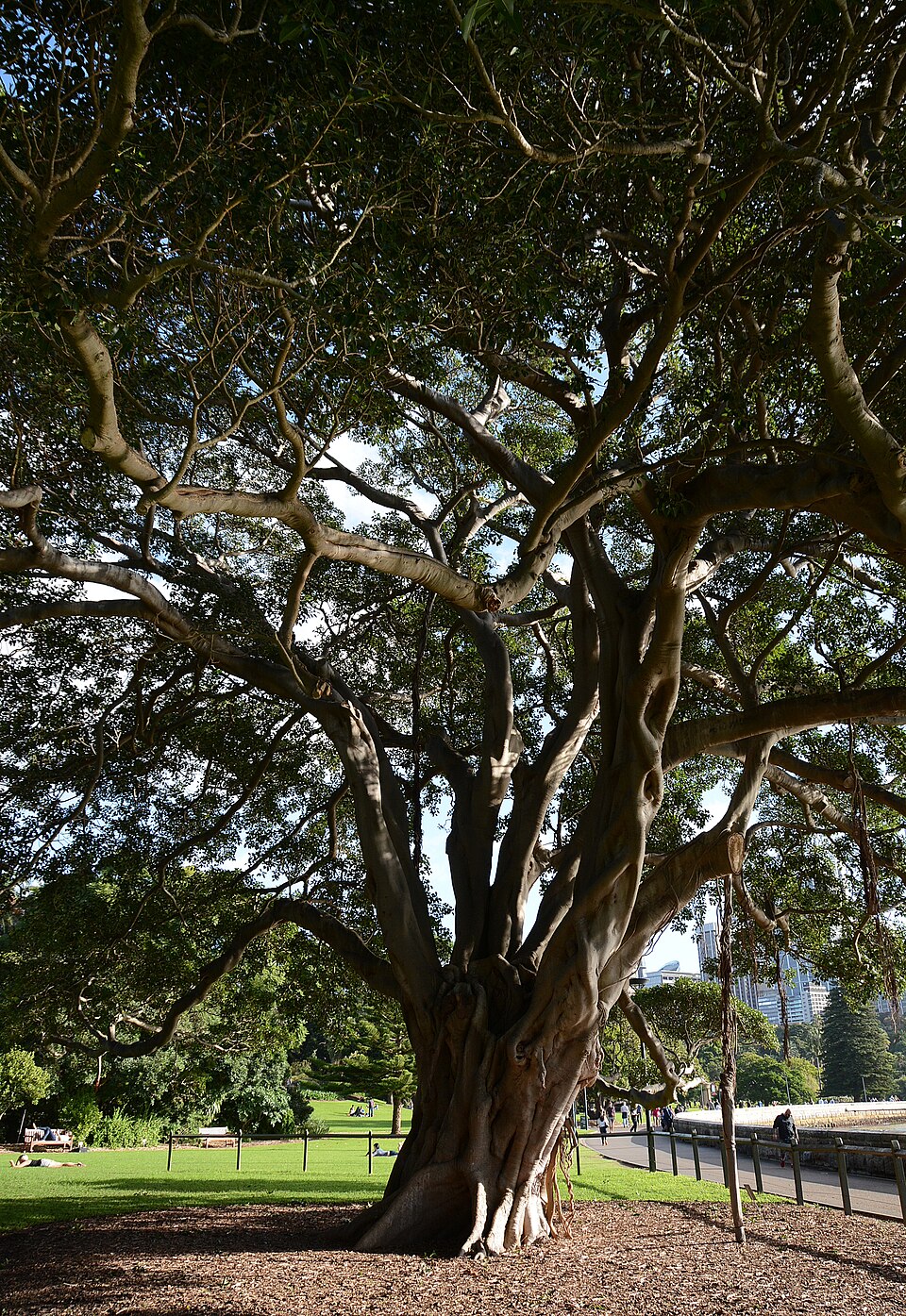 Ficus macrophylla (Moreton Bay fig) (alternate view 10)