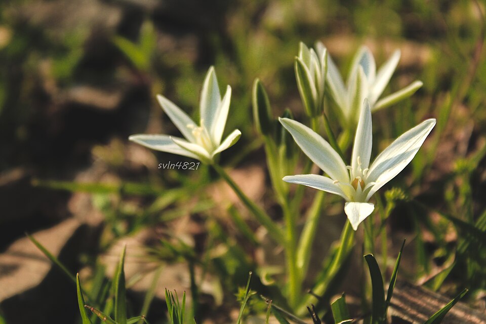 Ornithogalum (star-of-Bethlehem) (alternate view 6)