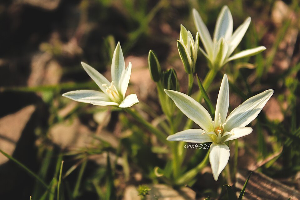 Ornithogalum (star-of-Bethlehem) (alternate view 7)