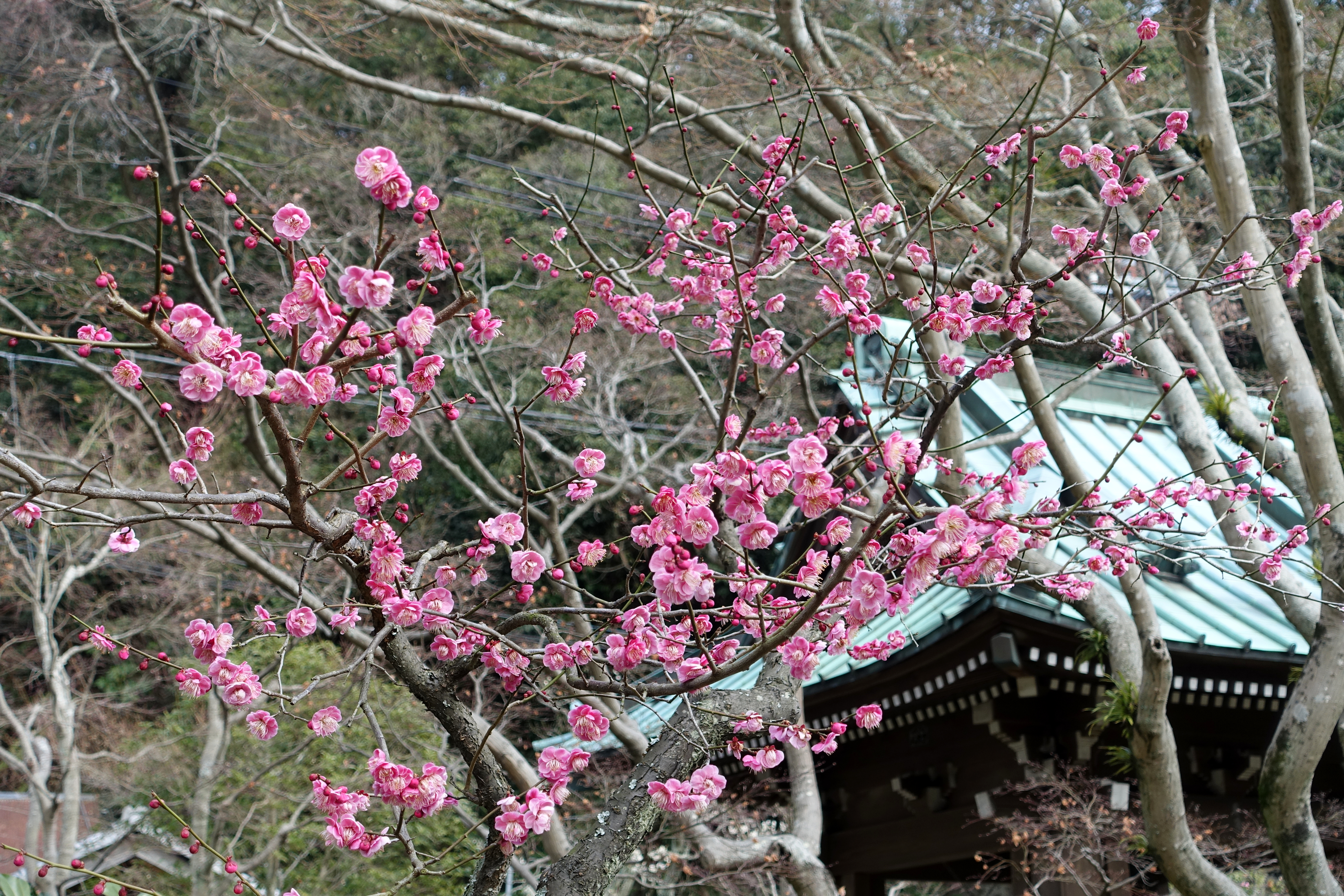Prunus mume, Japanese apricot — upright deciduous (Rosaceae) (image 3 of 4)
