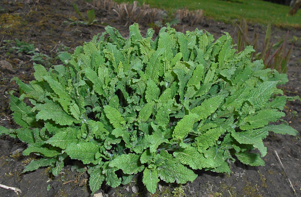 Salvia (Sages)