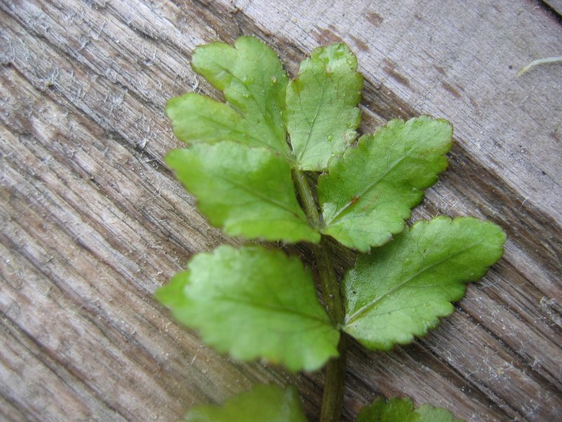 Berula erecta (cutleaf water parsnip)