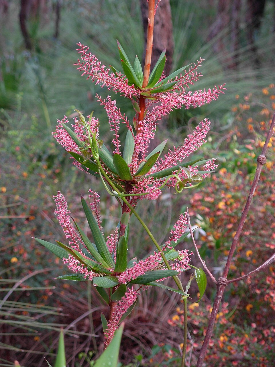 Leucopogon verticillatus (Tassel Flower) (alternate view 7)
