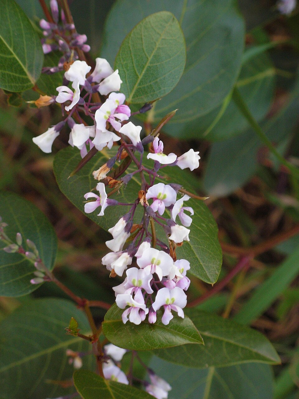 Hardenbergia violacea (False Sarsaparilla)