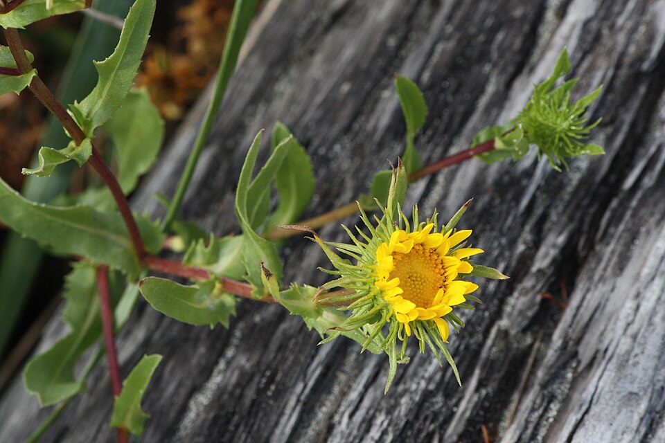Grindelia integrifolia (Puget Sound Gumweed) (alternate view 9)