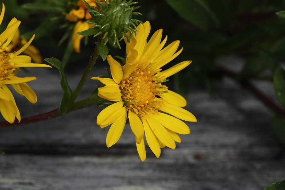 Grindelia integrifolia (Puget Sound Gumweed) (alternate view 10)