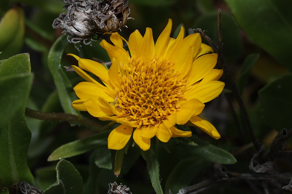 Grindelia integrifolia (Puget Sound Gumweed) (alternate view 11)