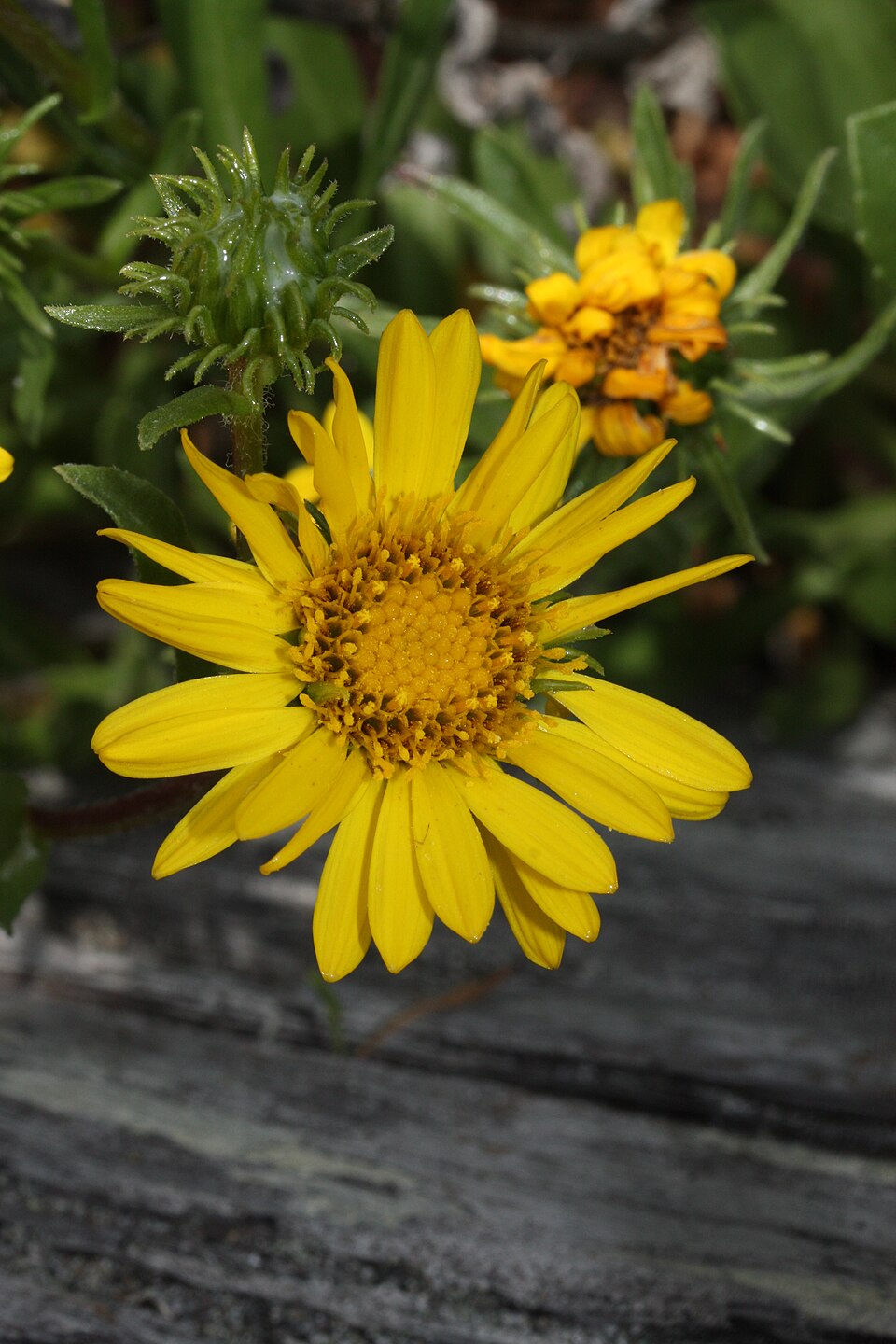 Grindelia integrifolia (Puget Sound Gumweed) (alternate view 12)