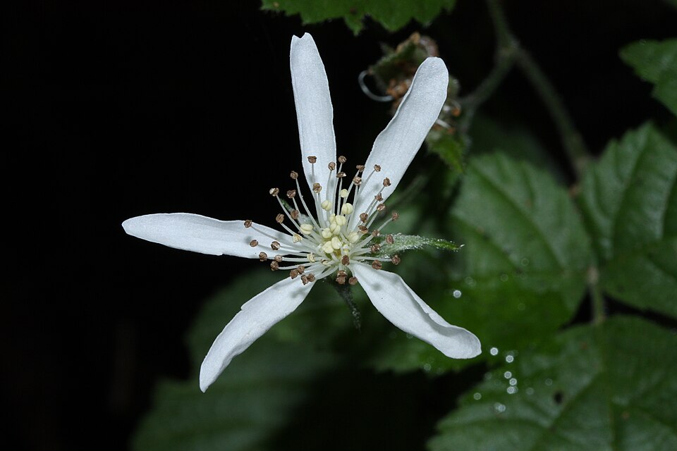 Rubus ursinus (trailing blackberry) (alternate view 10)