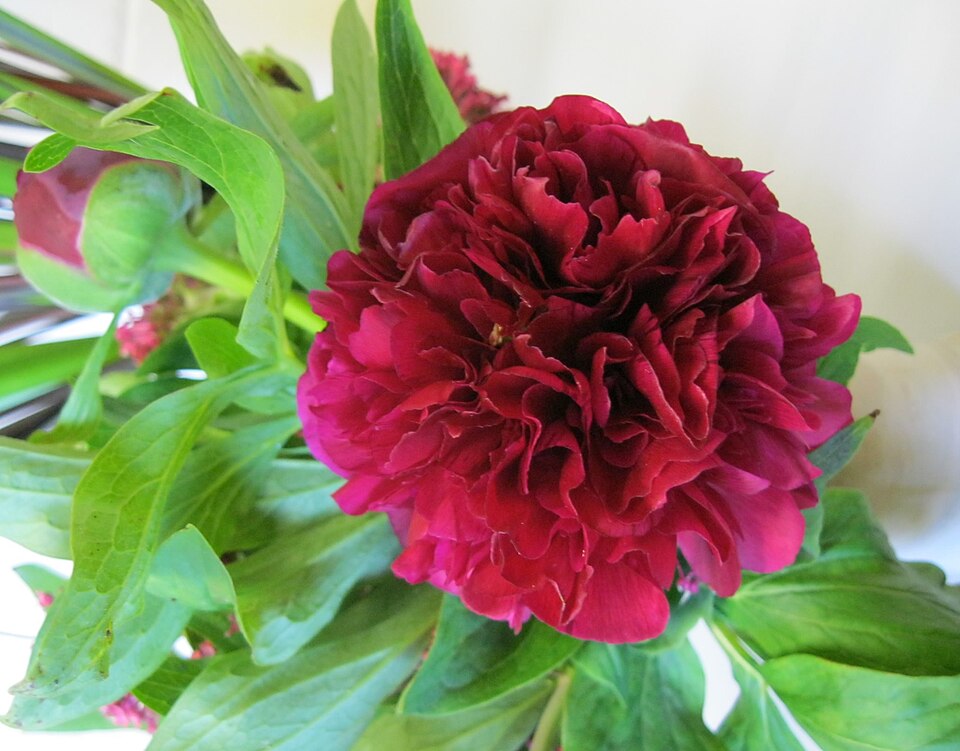 Paeonia 'Felix Crousse' (Felix Crousse Peony) (alternate view 3)