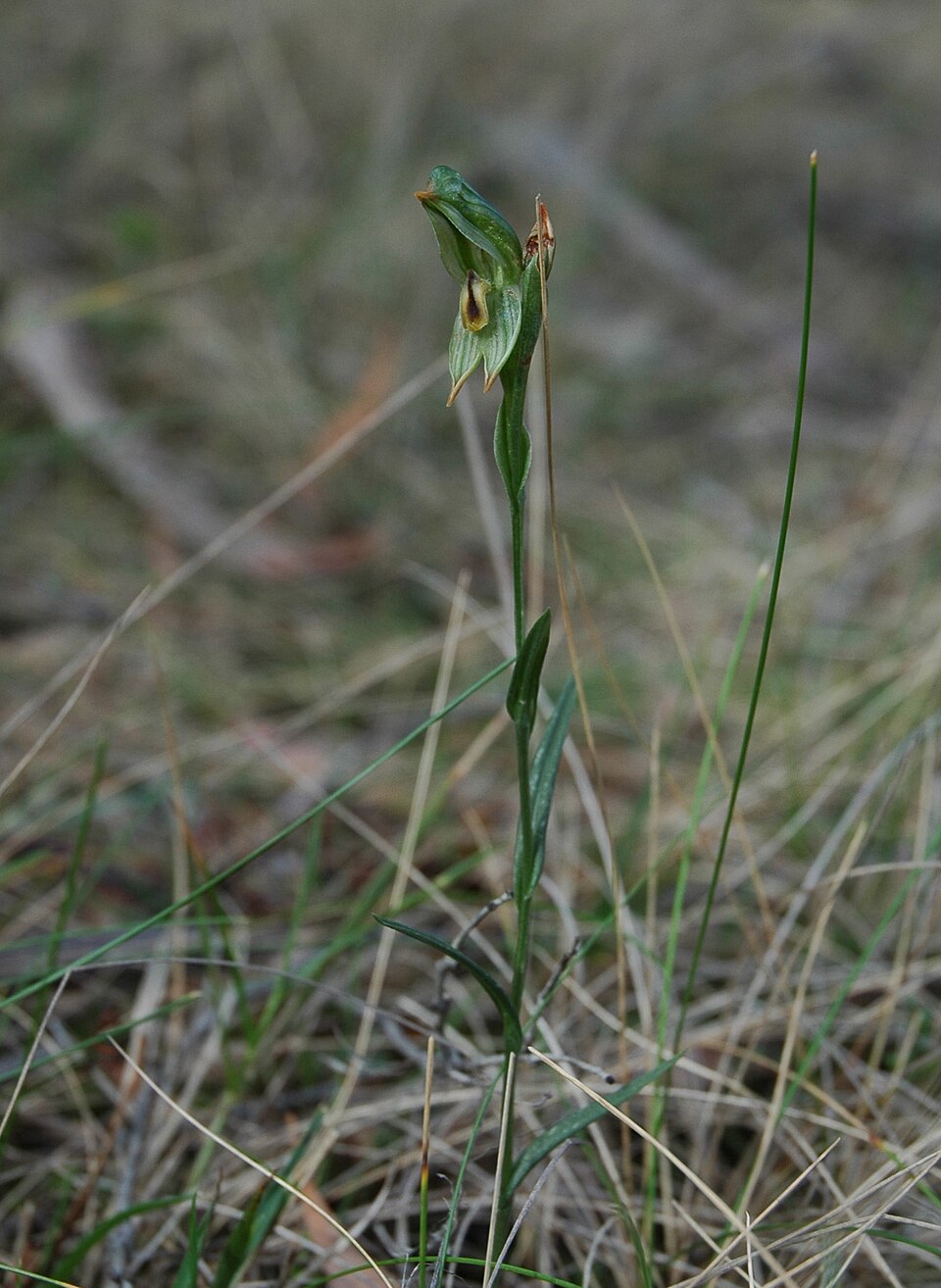 Pterostylis melagramma (tall greenhood)