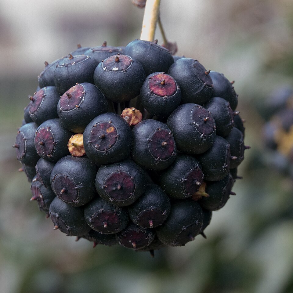 Hedera helix 'Arborescens' (alternate view 2)
