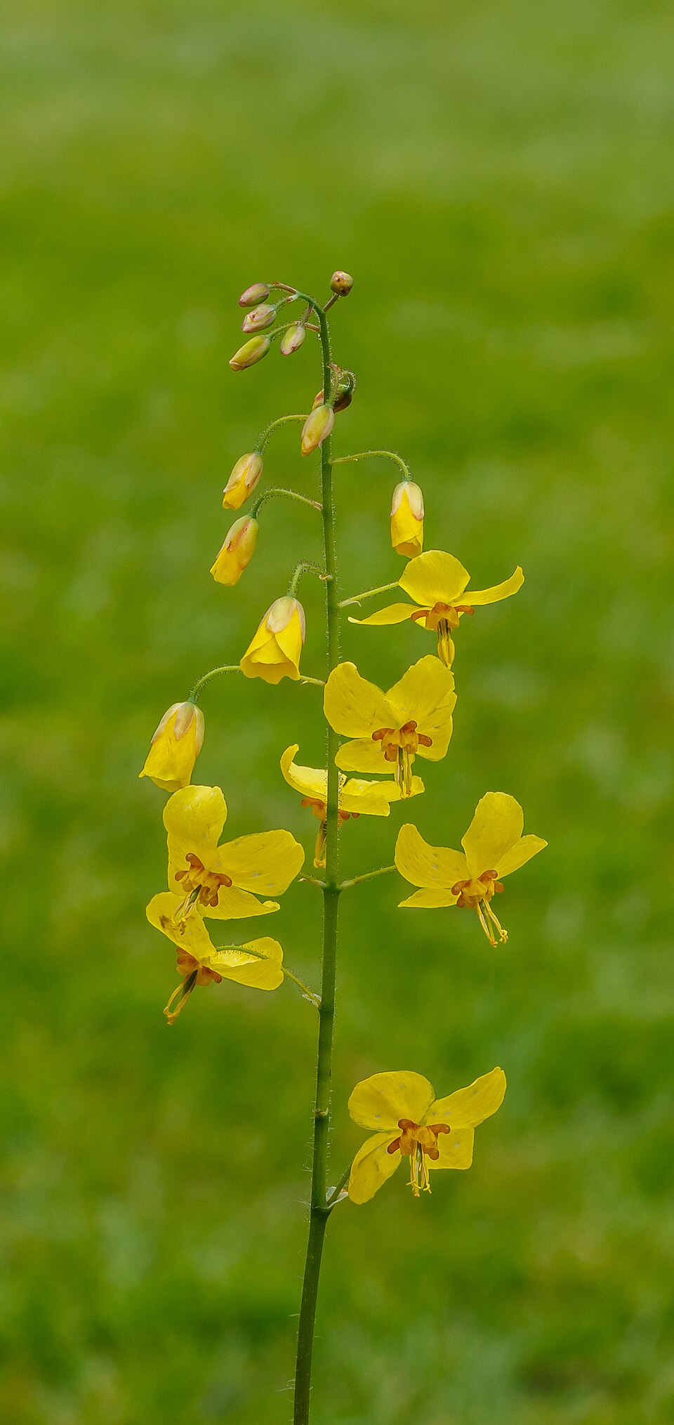 Epimedium x perralchicum 'Frohnleiten' (Frohnleiten Epimedium)