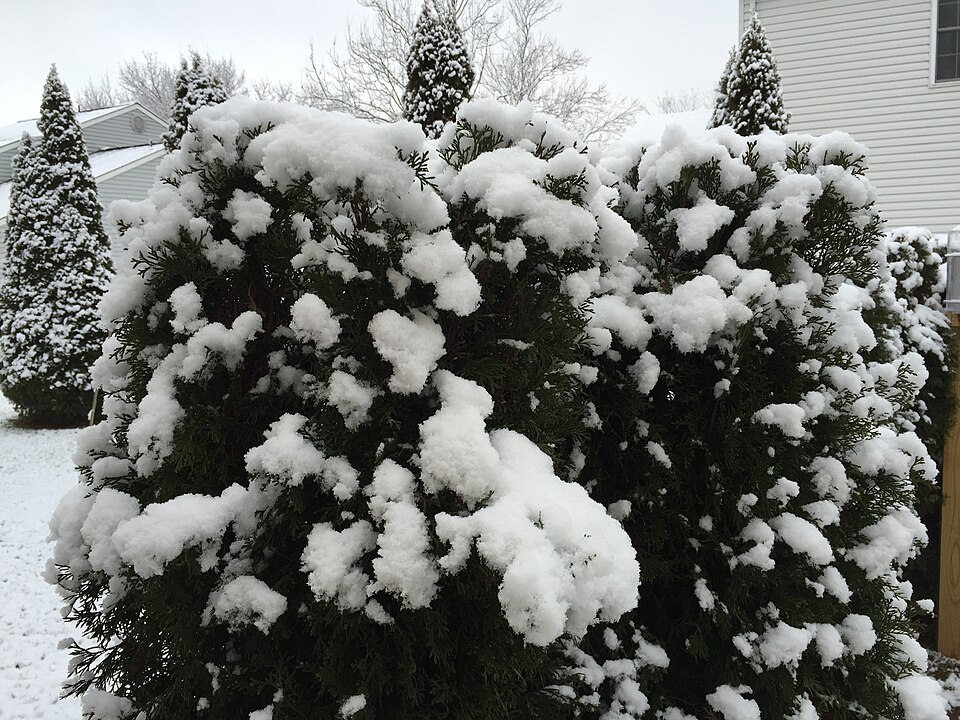 Thuja occidentalis 'Smaragd' (Emerald Green Arborvitae)