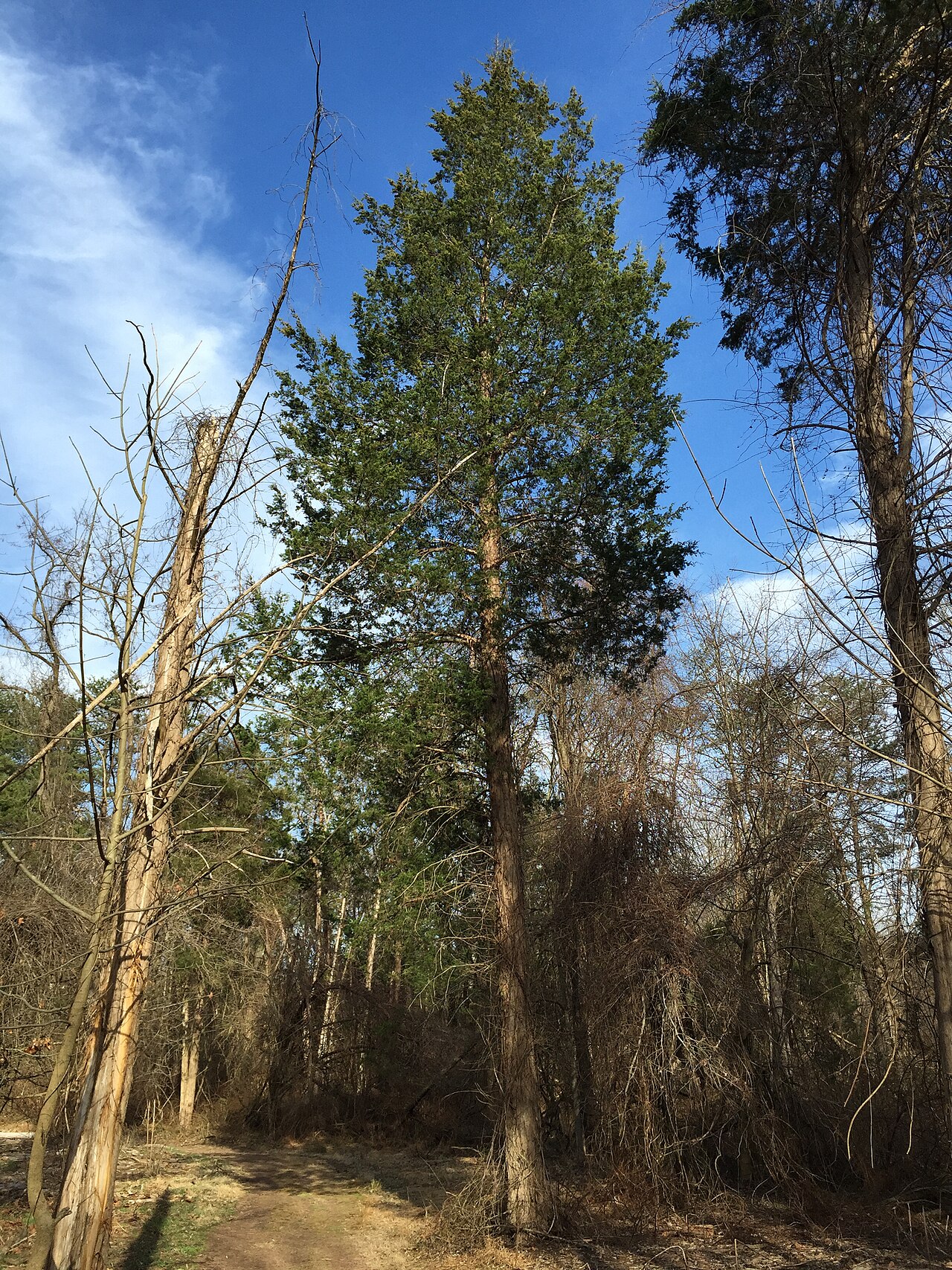 Juniperus virginiana, Eastern red cedar — upright evergreen (Cupressaceae) (image 10 of 10)