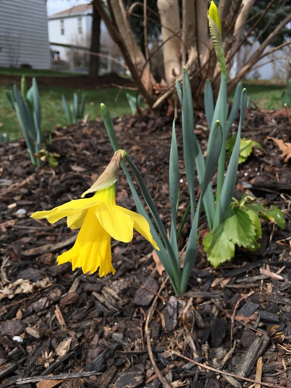 Narcissus 'King Alfred' (King Alfred Daffodil)