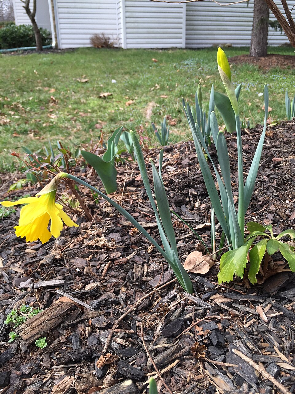 Narcissus 'King Alfred' (King Alfred Daffodil) (alternate view 2)