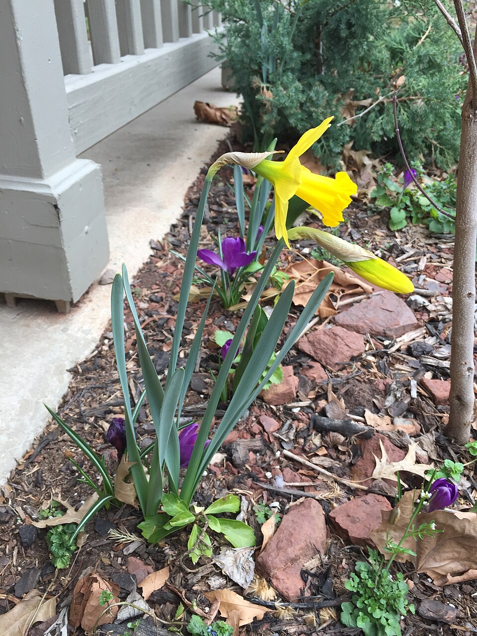 Narcissus 'King Alfred' (King Alfred Daffodil) (alternate view 3)