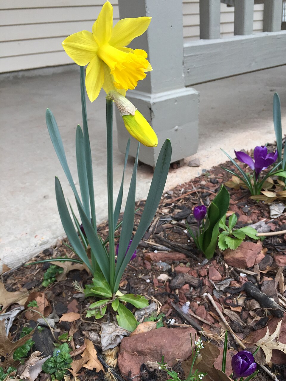Narcissus 'King Alfred' (King Alfred Daffodil) (alternate view 4)