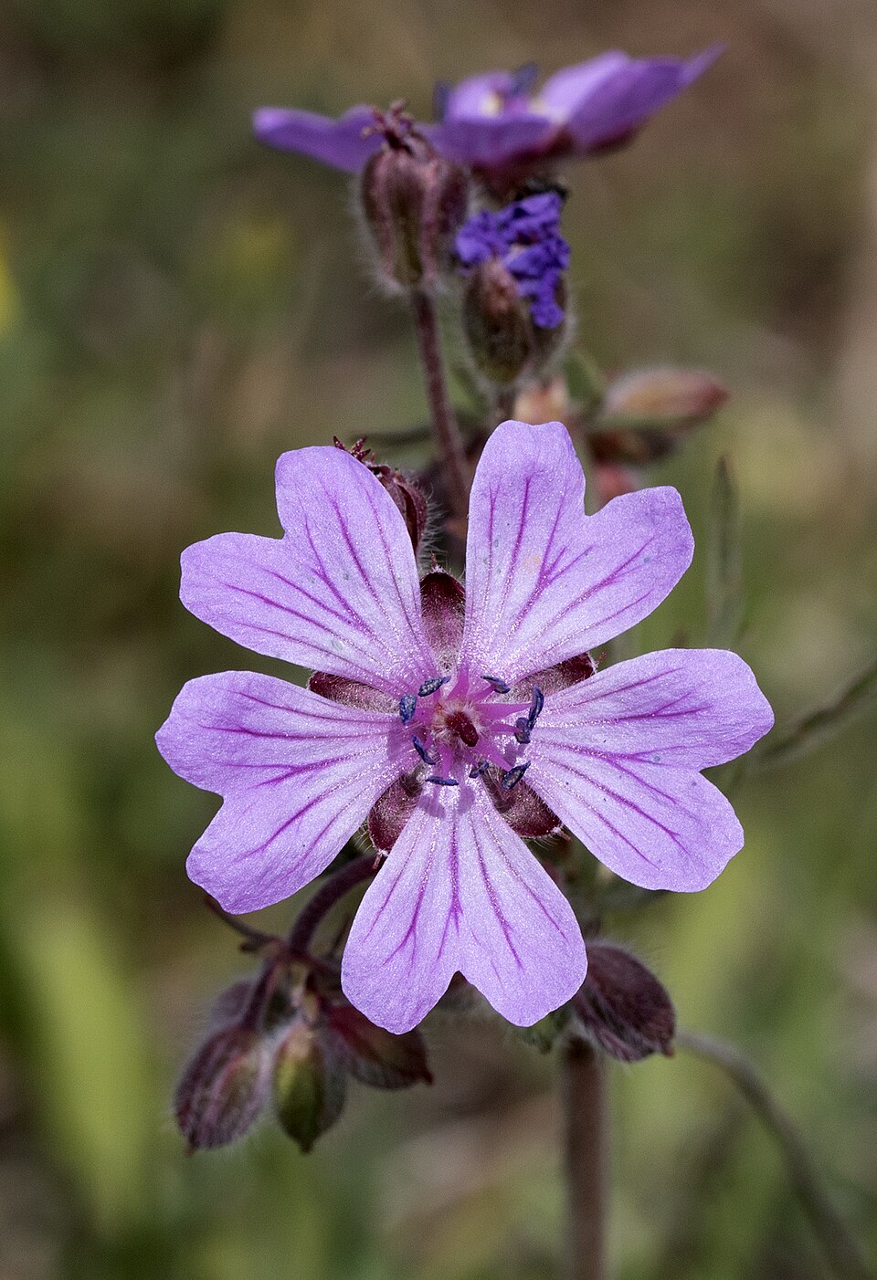 Geranium tuberosum (Tuberous Geranium)