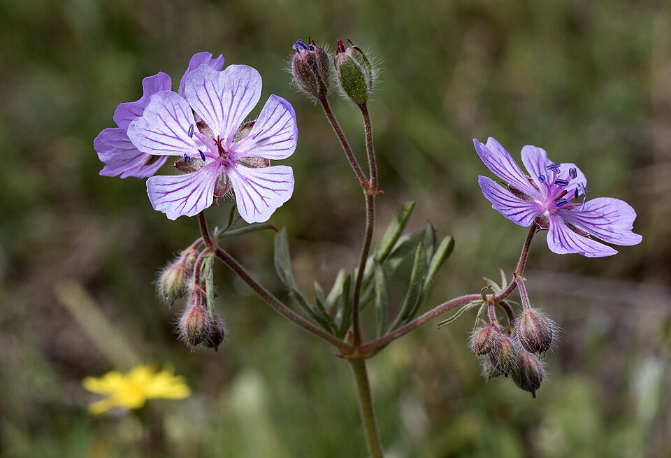 Geranium tuberosum (Tuberous Geranium)
