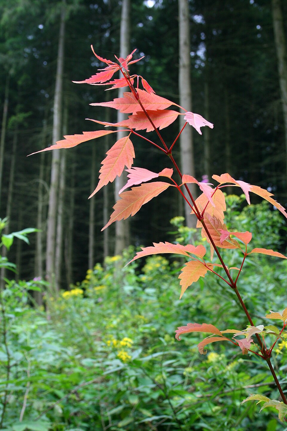 Acer cissifolium (Ivy-leaved Maple) (alternate view 7)